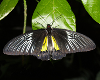 Troides rhadamantus - в домашних условиях срок жизни этой бабочки может достигать нескольких недель.